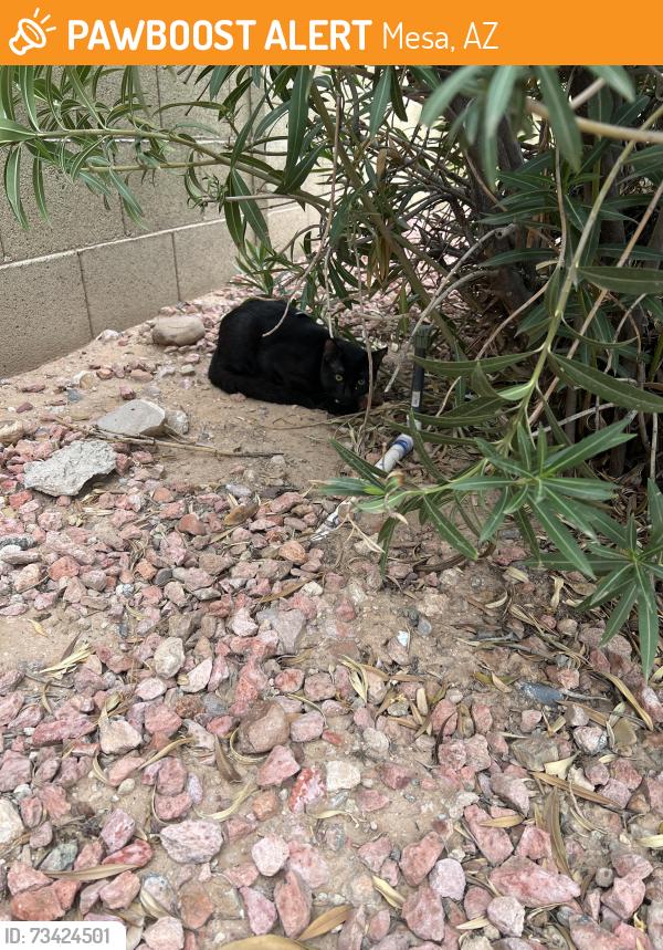 Found/Stray Unknown Cat last seen Hermosa Vista & 32nd, Mesa, AZ 85213