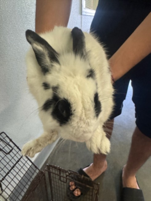 Shelter Stray Male Other last seen , 1850 W 60th St, Los Angeles, CA 90047, USA