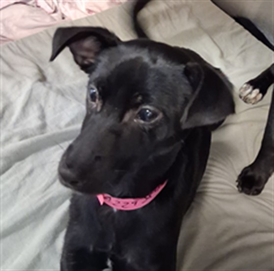 Shelter Stray Male Dog last seen , 1850 W 60th St, Los Angeles, CA 90047, USA
