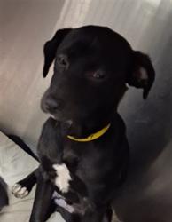 Shelter Stray Male Dog last seen , 1850 W 60th St, Los Angeles, CA 90047, USA