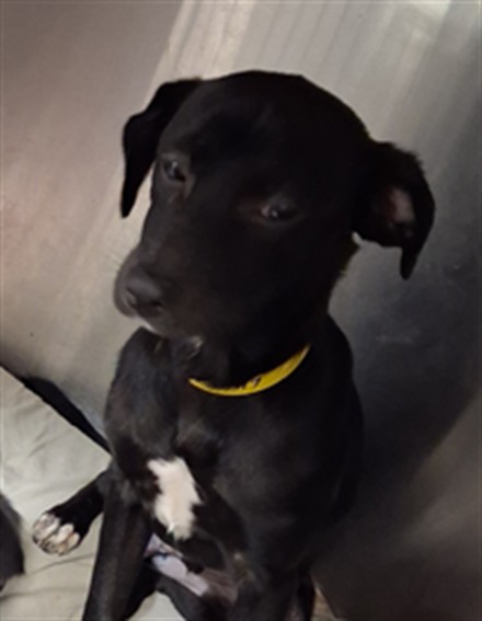 Shelter Stray Male Dog last seen , 1850 W 60th St, Los Angeles, CA 90047, USA