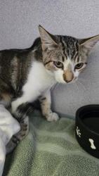 Shelter Stray Male Cat last seen , 600 Aviation Dr, Camarillo, CA 93010, USA