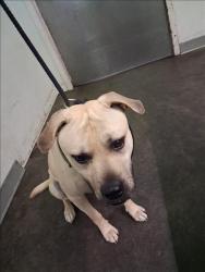 Shelter Stray Male Dog last seen , 1850 W 60th St, Los Angeles, CA 90047, USA