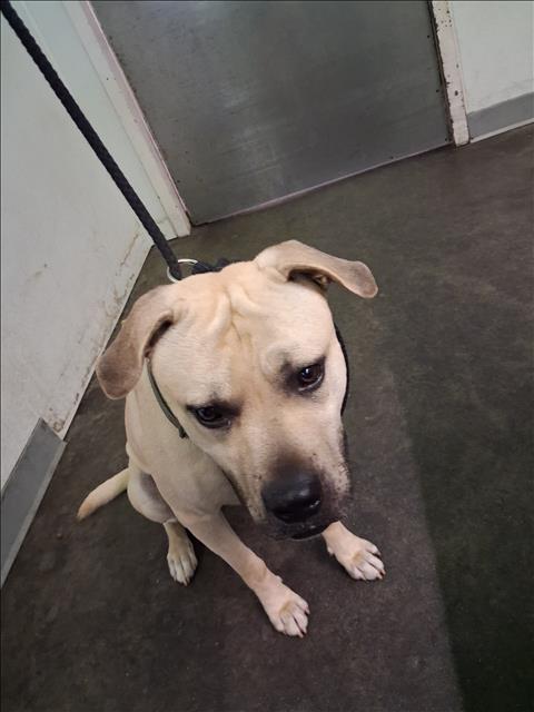 Shelter Stray Male Dog last seen , 1850 W 60th St, Los Angeles, CA 90047, USA