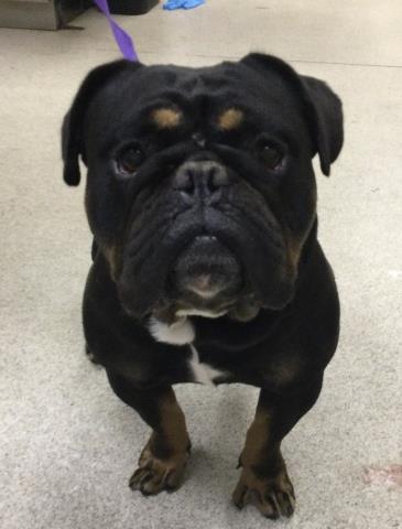 Shelter Stray Male Dog last seen Near BLOCK VAN BUREN BLVD, RIVERSIDE CA 92503, 6851 Van Buren Boulevard, Jurupa Valley, CA 92509, USA