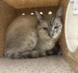 Shelter Stray Male Cat last seen Near BLOCK BRUCE AVE, RIVERSIDE CA 92503, 6851 Van Buren Boulevard, Jurupa Valley, CA 92509, USA