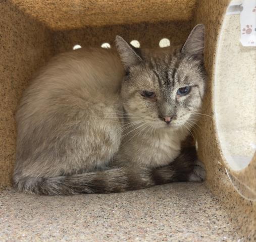 Shelter Stray Male Cat last seen Near BLOCK BRUCE AVE, RIVERSIDE CA 92503, 6851 Van Buren Boulevard, Jurupa Valley, CA 92509, USA