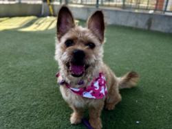 Shelter Stray Male Dog last seen , 11361 W Pico Blvd, Los Angeles, CA 90064, USA
