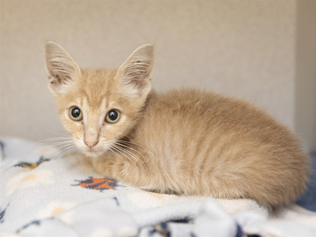 Shelter Stray Male Cat last seen 83RD/CACTUS, 5501 E Van Buren St, Phoenix, AZ 85008, USA