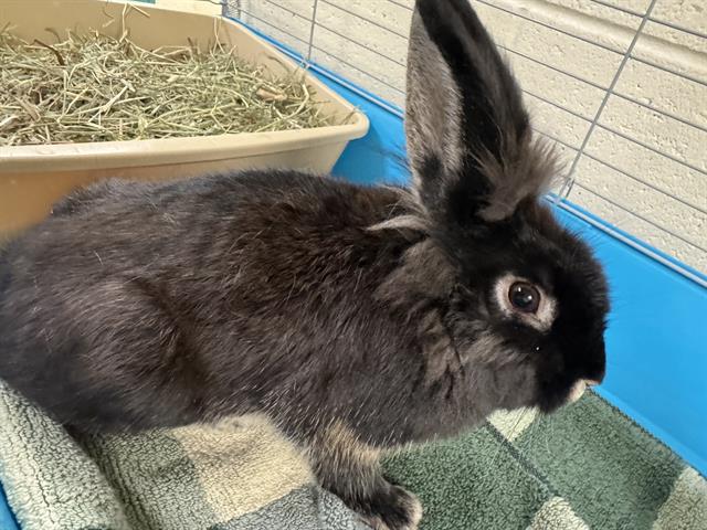 Shelter Stray Male Other last seen Near BLOCK S 2200, 4522 W 3500 S, West Valley City, UT 84120, USA