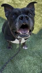 Shelter Stray Male Dog last seen , 3201 Lacy St, Los Angeles, CA 90031, USA