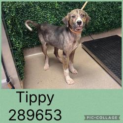 Shelter Stray Male Dog last seen TWIN WELLS DR, 4214 Fulton Mill Rd, Macon, GA 31216, USA