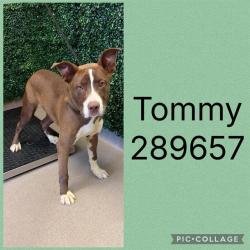Shelter Stray Male Dog last seen TOM HILL SR BLVD, 4214 Fulton Mill Rd, Macon, GA 31216, USA
