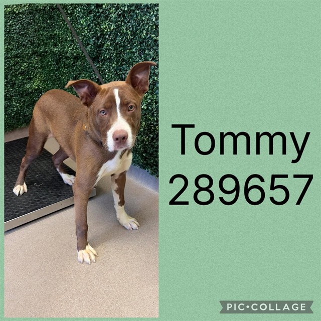 Shelter Stray Male Dog last seen TOM HILL SR BLVD, 4214 Fulton Mill Rd, Macon, GA 31216, USA