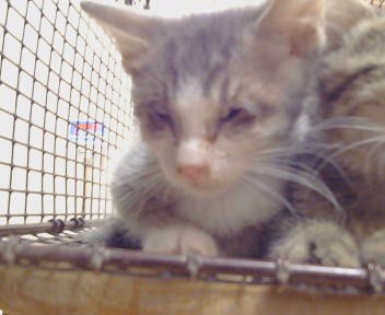 Shelter Stray Unknown Cat last seen FAIR OAKS BLVD/SHIRLEY AVE, 95608, 3839 Bradshaw Rd, Sacramento, CA 95827, USA