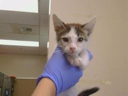 Shelter Stray Male Cat last seen SUNRISE BLVD/ OLD AUBURN 95610, 3839 Bradshaw Rd, Sacramento, CA 95827, USA