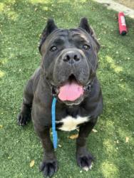 Shelter Stray Female Dog last seen , West Valley Animal Shelter, 20655 Plummer St, Chatsworth, CA 91311, USA