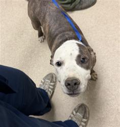 Shelter Stray Female Dog last seen Near BLOCK MORSE CT, BAKERSFIELD CA 93308, 3951 Fruitvale Ave, Bakersfield, CA 93308, USA