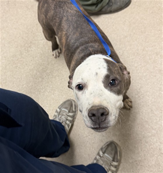 Shelter Stray Female Dog last seen Near BLOCK MORSE CT, BAKERSFIELD CA 93308, 3951 Fruitvale Ave, Bakersfield, CA 93308, USA