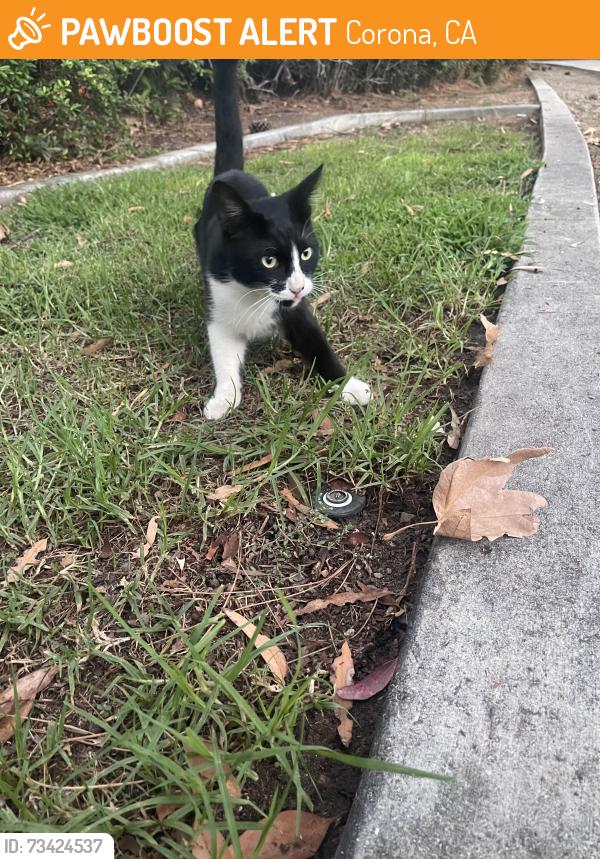 Found/Stray Male Cat last seen Upper and Main Street corona, Corona, CA 92882