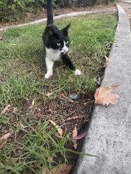 Found/Stray Male Cat last seen Upper and Main Street corona, Corona, CA 92882