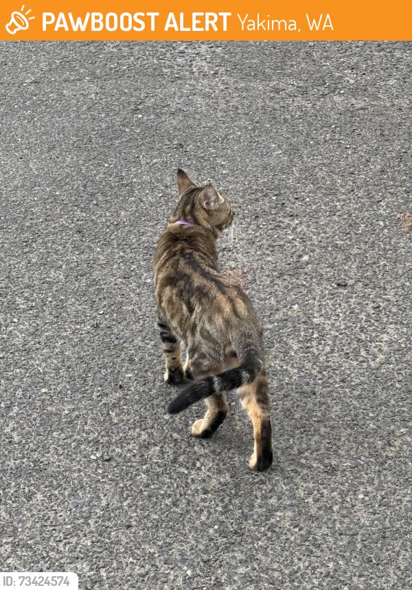 Found/Stray Male Cat last seen By hses behind dollar tree, Yakima, WA 98902