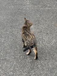 Found/Stray Male Cat last seen By hses behind dollar tree, Yakima, WA 98902