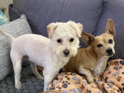 Reunited Male Dog last seen Culver Street and Eastman Avenue, Oakland, Oakland, CA 94619