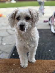 Reunited Female Dog last seen Odell x Ponder, San Diego, CA 92126