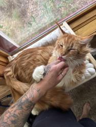Lost Male Cat last seen Webster Way and Sharon Way, Reno, NV 89509