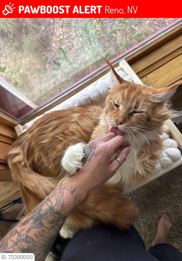 Lost Male Cat last seen Webster Way and Sharon Way, Reno, NV 89509