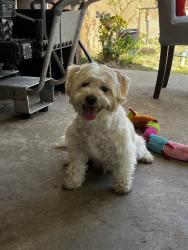 Reunited Male Dog last seen S Mc Pherrin Ave, Monterey Park, CA 91754, USA, Monterey Park, CA 91754
