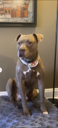Lost Male Dog last seen Highland ave, Morristown, NJ 07960