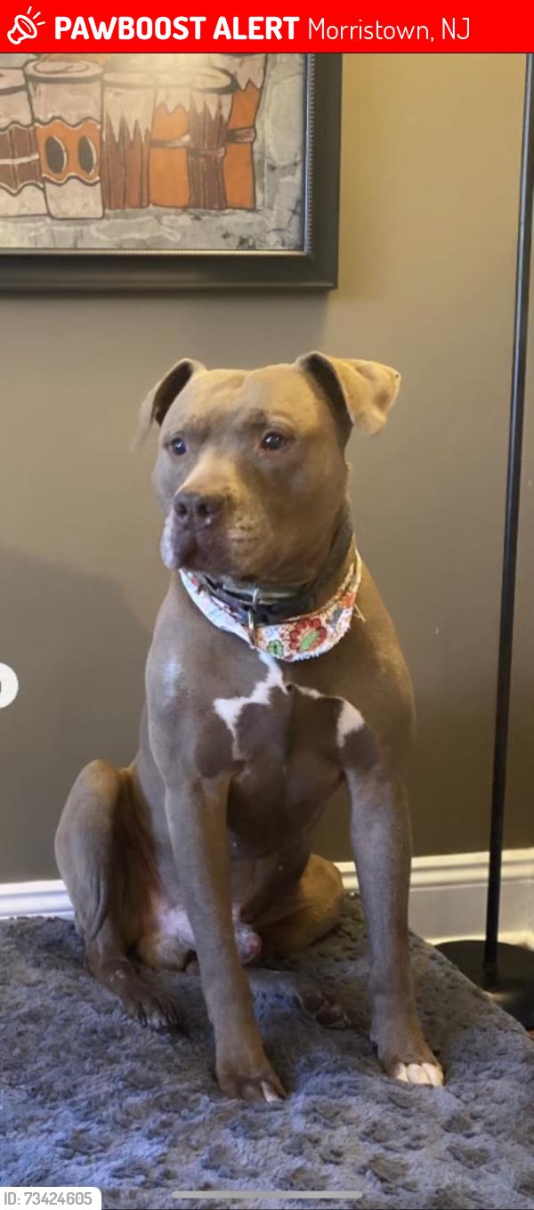 Lost Male Dog last seen Highland ave, Morristown, NJ 07960
