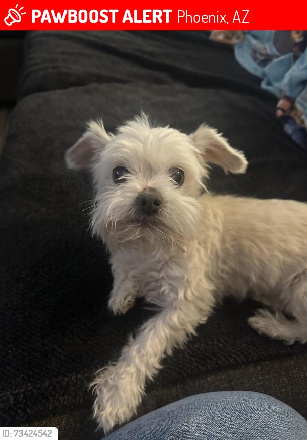 Lost Male Dog last seen 19th Ave & southern, Phoenix, AZ 85041