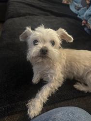 Lost Male Dog last seen 19th Ave & southern, Phoenix, AZ 85041