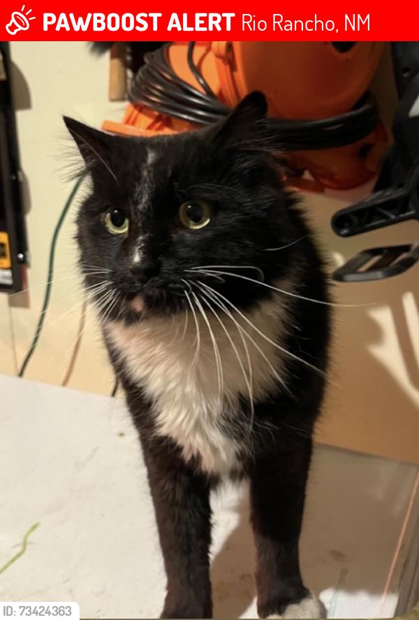 Lost Male Cat last seen Unser/Northern, Rio Rancho, NM 87144