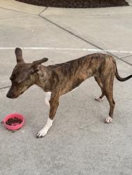 Shelter Stray Female Dog last seen Egre & Hwy C, Bristol, WI, Bristol, Town of, WI, 5132 Voges Rd, Madison, WI 53718, USA