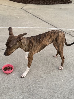 Shelter Stray Female Dog last seen Egre & Hwy C, Bristol, WI, Bristol, Town of, WI, 5132 Voges Rd, Madison, WI 53718, USA