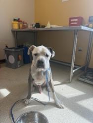 Shelter Stray Male Dog last seen , 75149, TX, 1650 Gross Rd, Mesquite, TX 75149, USA