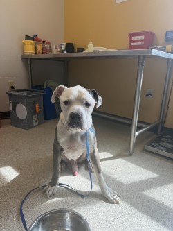 Shelter Stray Male Dog last seen , 75149, TX, 1650 Gross Rd, Mesquite, TX 75149, USA