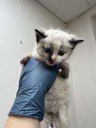 Shelter Stray Female Cat last seen VERNA WAY at AVALON DR, Sacramento County, CA, 6201 Florin Perkins Rd, Sacramento, CA 95828, USA