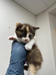 Shelter Stray Female Cat last seen VERNA WAY at AVALON DR, Sacramento County, CA, 6201 Florin Perkins Rd, Sacramento, CA 95828, USA