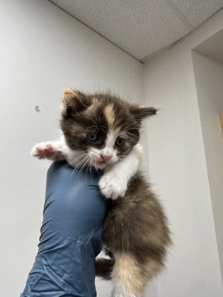 Shelter Stray Female Cat last seen VERNA WAY at AVALON DR, Sacramento County, CA, 6201 Florin Perkins Rd, Sacramento, CA 95828, USA