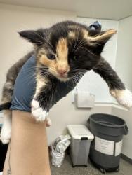 Shelter Stray Female Cat last seen VERNA WAY at AVALON DR, Sacramento County, CA, 6201 Florin Perkins Rd, Sacramento, CA 95828, USA