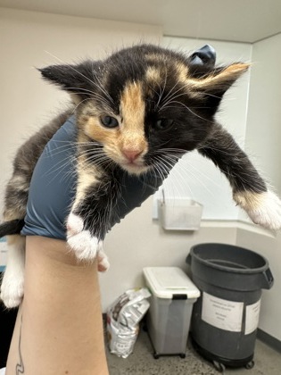 Shelter Stray Female Cat last seen VERNA WAY at AVALON DR, Sacramento County, CA, 6201 Florin Perkins Rd, Sacramento, CA 95828, USA