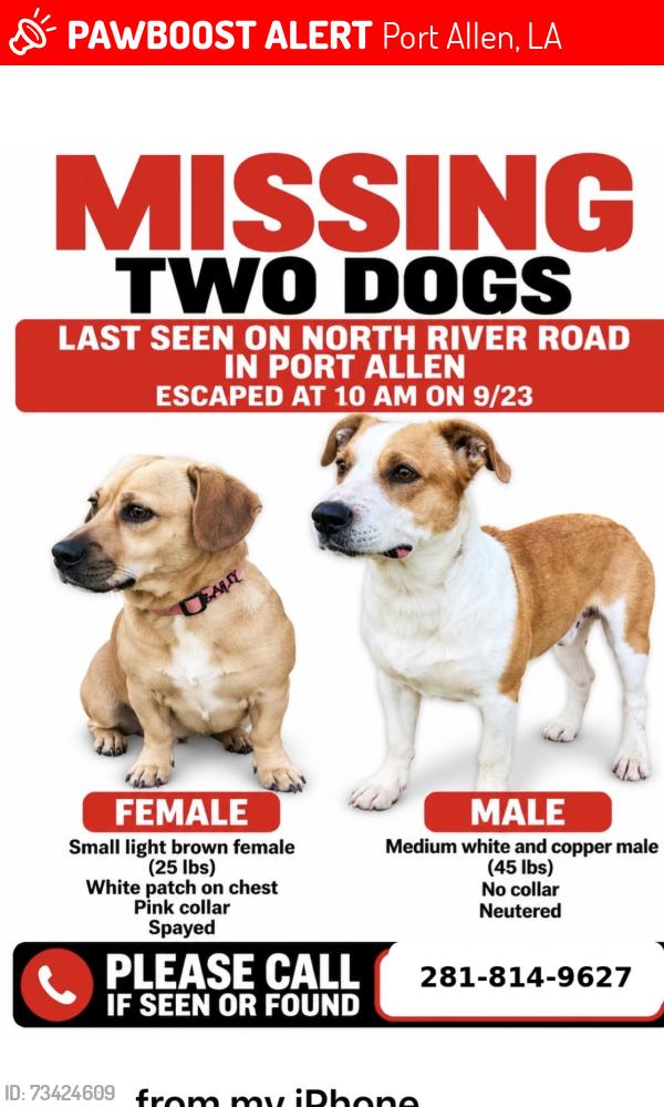 Lost Male Dog last seen Hwy 1 and old river bridge, Port Allen, LA 70801