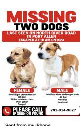 Lost Male Dog last seen Hwy 1 and old river bridge, Port Allen, LA 70801