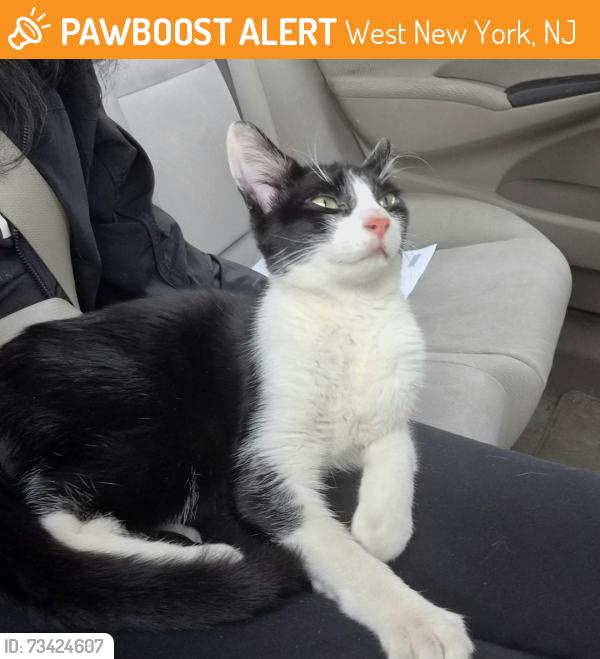 Found/Stray Male Cat last seen Buchanan Pl between Westover Pl and 61st St by the construction site, West New York, NJ 07093