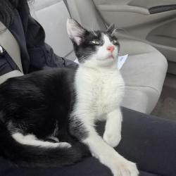 Found/Stray Male Cat last seen Buchanan Pl between Westover Pl and 61st St by the construction site, West New York, NJ 07093